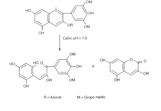 Figura 3. Anillos aromáticos de carácter fenólico comunes a los flavonoides de la caña de azúcar.