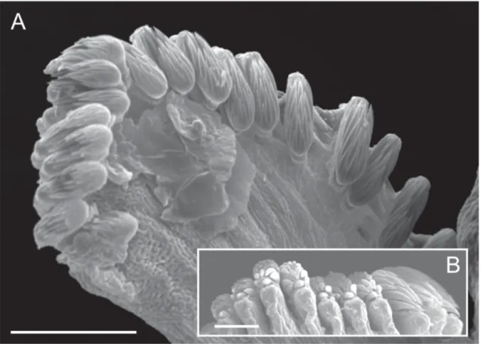 Fig. 6. Ampharete oculicirrata sp. nov., paratype MNCN 16.01/18482_spec. 3. A. Abdominal 