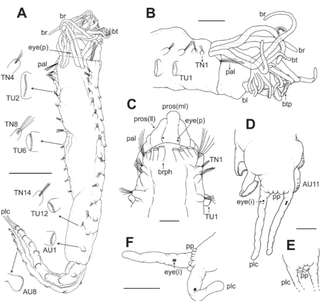 Fig. 1.  Ampharete  oculicirrata sp. nov., holotype NMS.Z.2019.8.1 (A–B, D–E), paratype MNCN  16.01/18476 (C, F)