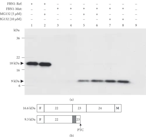 Figure 4: Treatment of transfected cells with MG132 leads to detection of truncated proteins derived from mutant FBN1 constructs
