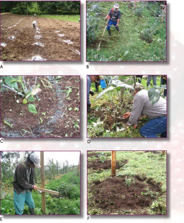 Figura 1. Establecimiento y manejo del cultivo en lote de Monterrico. A. Trazado y ahoyado