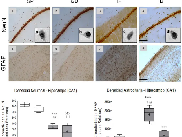 Figure 2.  Effect of cerebral embolism and DMSO treatment on neuronal and astrocytic reactivity in the hippocampal CA1 area