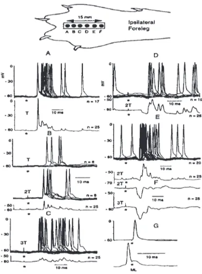 Fig. 1. Recordings under cutaneous stimulation. In the upper part, a drawing pictures