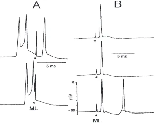 Fig. 2. Recordings under lemniscal stimulation and possible eﬀects of inhibitory re-