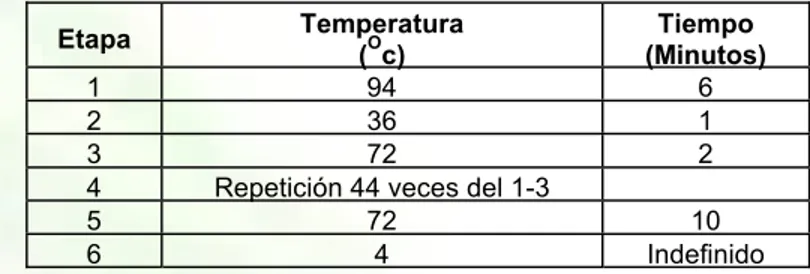Tabla 4.  Ciclos de tiempos y temperaturas utilizadas en  la prueba PCR-RAPD  Etapa  Temperatura  ( O c)  Tiempo  (Minutos)  1 94  6  2 36  1  3 72  2 