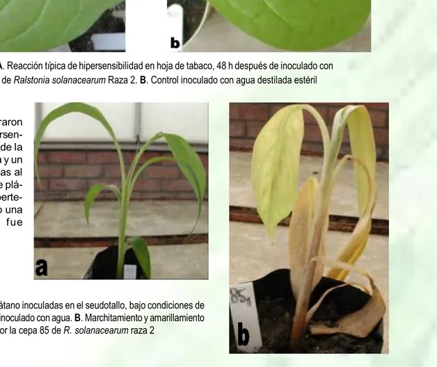 Figura 3. Plantas de plátano inoculadas en el seudotallo, bajo condiciones de invernadero