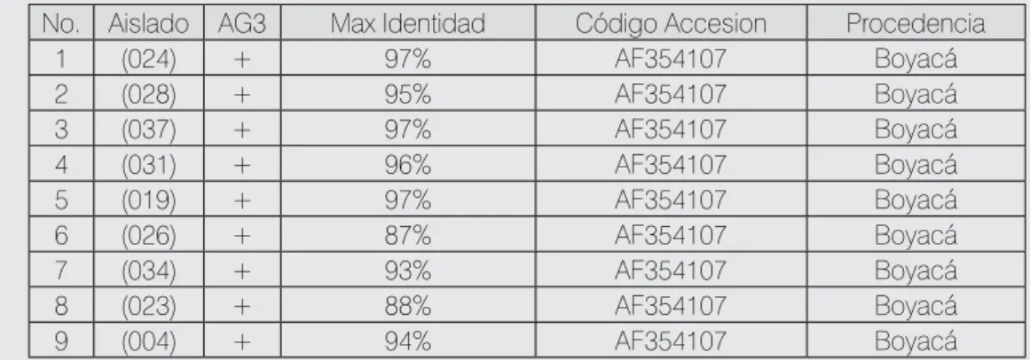 Tabla 3. Aislamientos pertenecientes a AG-3 +/- según el análisis morfológico y porcentaje de máxi- máxi-ma similitud comparados con el aislamiento AF354107 (AG-3).