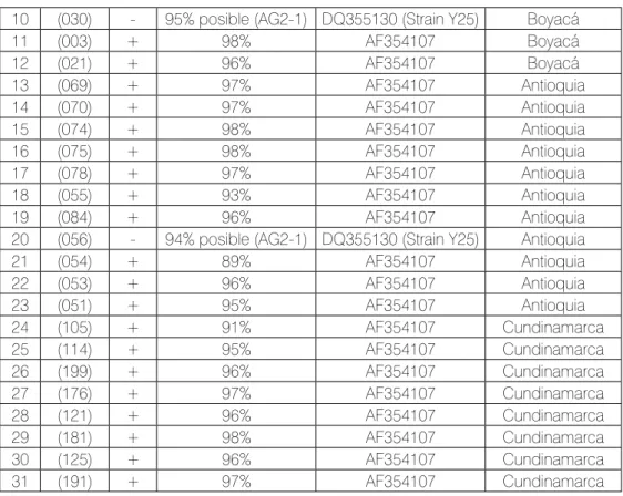 Tabla 4. Aislamientos AG-3 +/- determinados molecularmente y porcentaje de máxima similitud com- com-parados con AF354107 (AG-3).