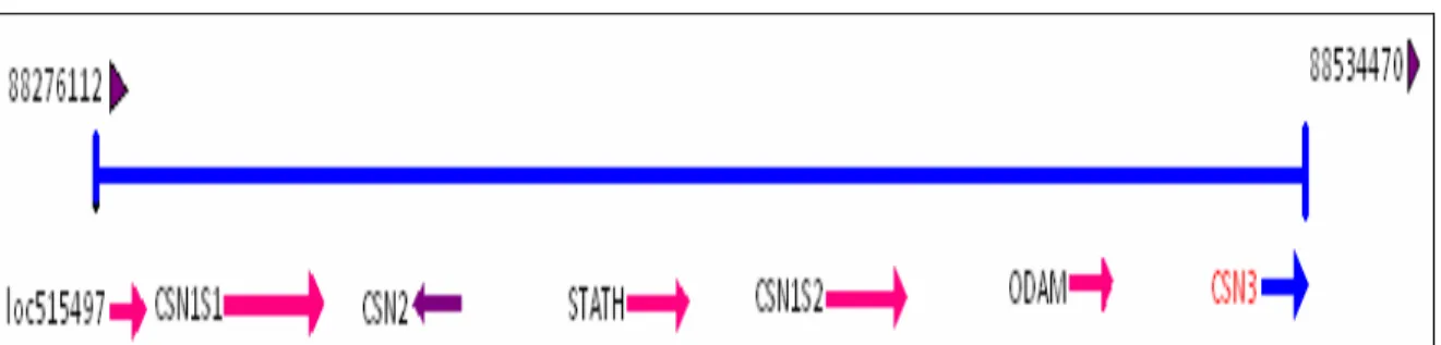 Figura 6.  Genes de la Caseína Bovino y contexto genómico  del gen  CSN3 (Kappa caseína)  Adaptado  de: http://www.ncbi.nlm.nih.gov/sites/entrez?db=gene&amp;cmd=search&amp;term=kappa+casein 