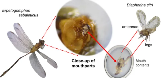 Figure 1. Remains of Diaphorina citri (Hemiptera: Liviidae) found inside mouthparts of the gomphid dragonfly Erpetogomphus sabaleticus (Odonata: Anisoptera: Gomphidae).