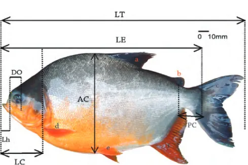 Figura 3. Fotografía esquemática de Piaractus brachypomum, donde se señalan las principales medidas utilizadas en la iden- iden-tificación de los peces del orden Characiformes