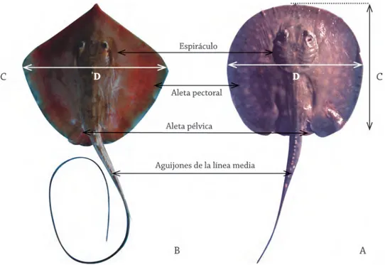 Figura 6. Fotografía esquemática de Hemisorubim platyrhynchos, donde se señalan las principales medidas utilizadas en la  identificación de los peces del orden Siluriformes