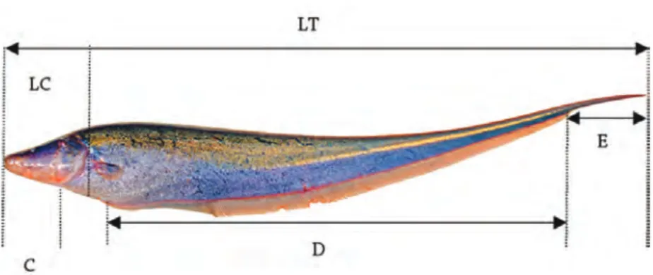 Figura 7. Fotografía esquemática de Sternopygus aequilabiatus, donde se señalan las principales medidas utilizadas en la iden- iden-tificación de los peces del orden Gymnotiformes