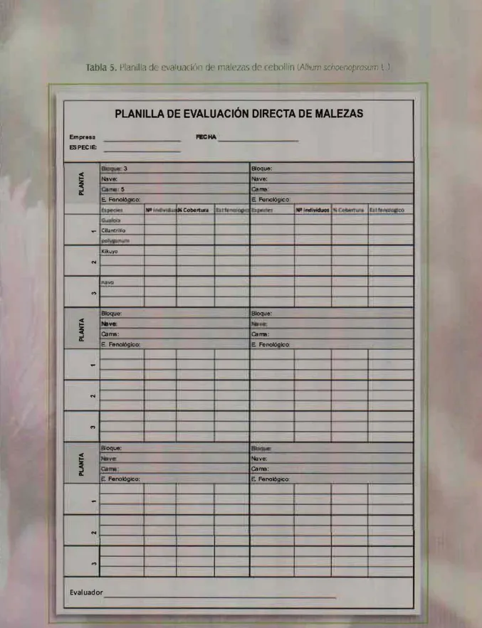 Tabla 5. f'ldn.lla cJ¡  ('\al uaciúll de  rmlt'lc1'&gt; dC' cethlllin  (A/!rum scroouloprasurr l 