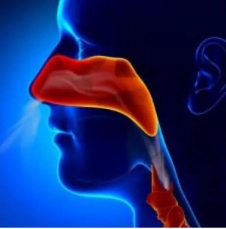 Figura 1. Nariz 