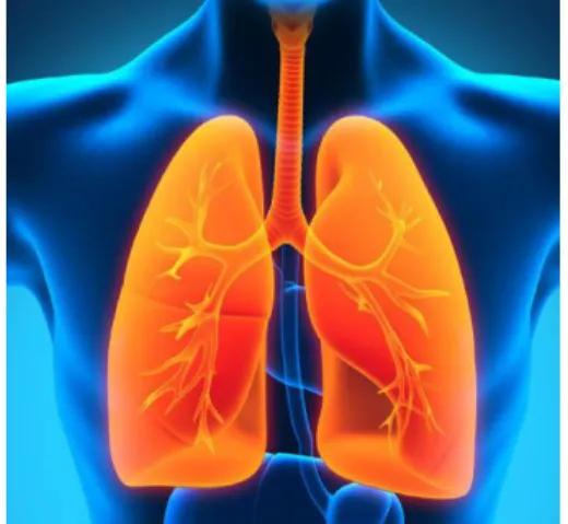 Figura 4. Pulmones 