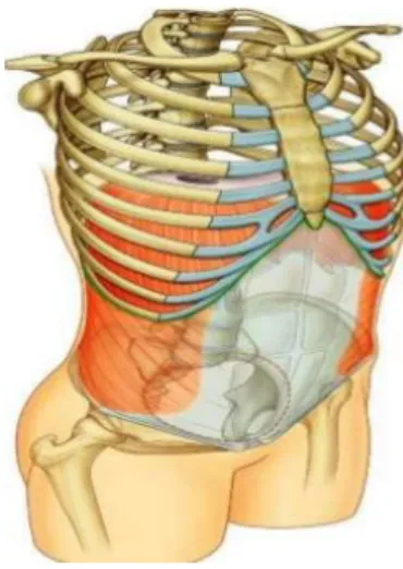 Figura 8. Pared Abdominal 