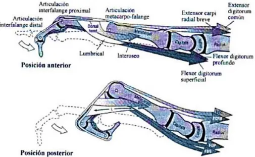 Figura 2.3 Acciones de los músculos implicados en un movimiento de flexión. [13] 