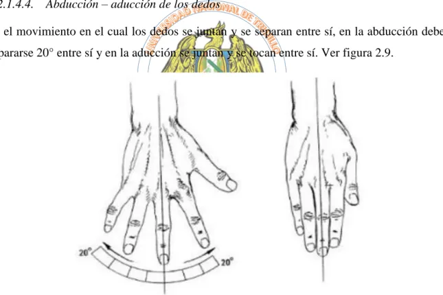 Figura 2.9 Abducción - aducción de los dedos [15] 