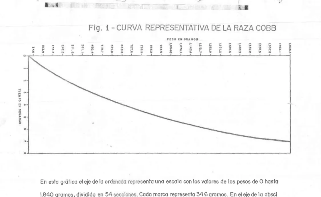 Fig.  1- CURVA  REPRESENTATI VA  DE LA  RAZA COBS 