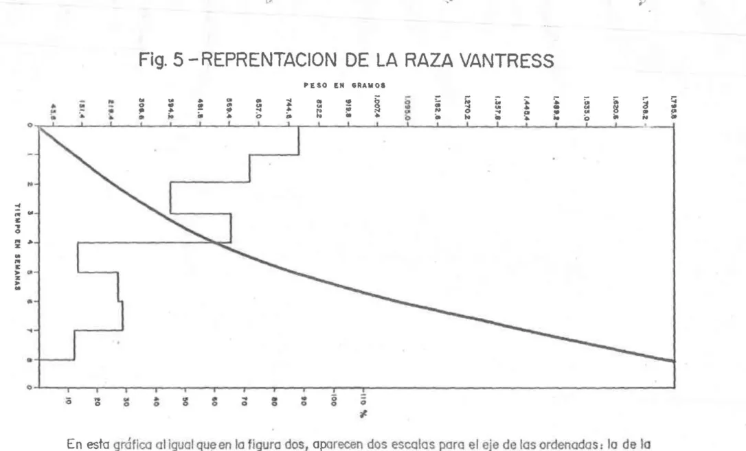 Fig.  5 - REPRENTACION  DE  LA  RAZA  VANTRESS 