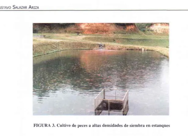 FIGURA 4.  Pisciractoría donde se realiza cultivo intensivo de peces 