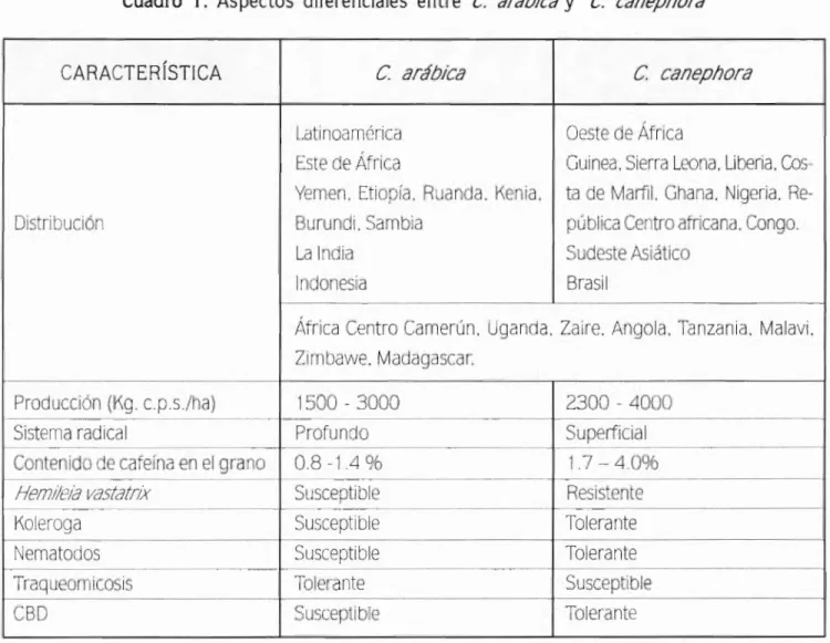 Cuadro 1. Aspectos diferenciales entre C. arábica y C. canephora