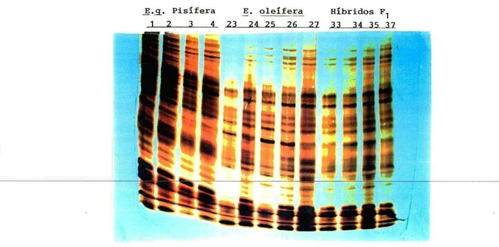 Figura 6b. Patrón electroforético de proteínas totales de  E.g.  var. Pisífera (individuos # 1,  2, 3, 4), E