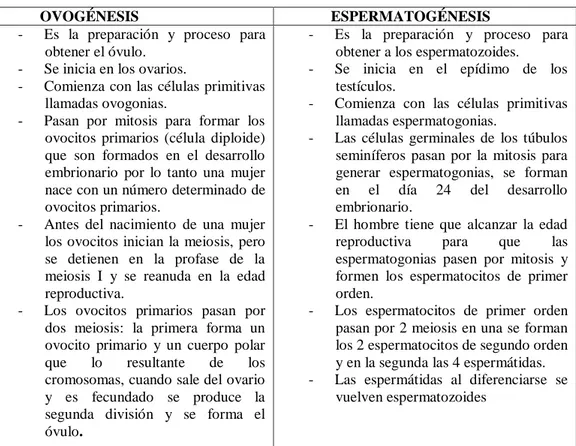 TABLA I: DIFERENCIAS DE LA GAMETOGÉNESIS MASCULINA Y FEMENINA 