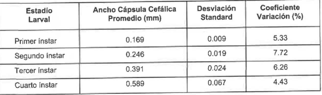 Tabla 1. Ancho en milÍmetros  de la cápsula  cefálica  de los cuatro lnstares  larvales  de P- xylostella baio  condiciones  de insectario