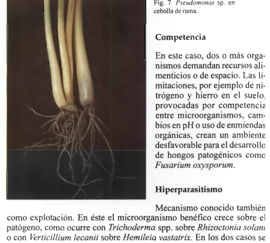 Fig. 7. Pseudomonas sp. en