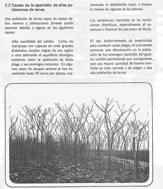 Figura 2. Defoliación total de plantas de yuca debida aun ataque severa de E. ello