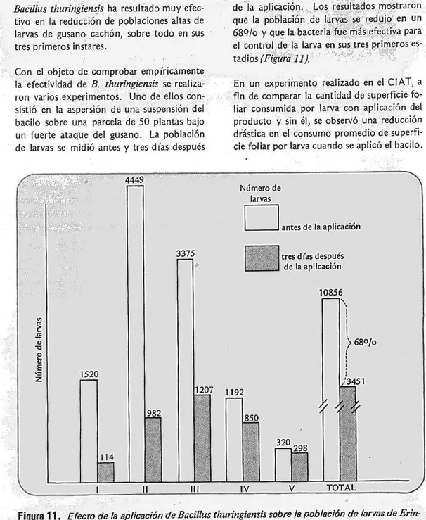 Figura 11.  Efecto de la aplicación de  Bacillus  thuringiensis sobre la población de larvas de Erín- Erín-nyis ello en plantas de yuca de dos meses de edad