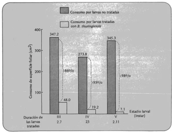 Figura 12.  Efecto de la aplicación de Bacillus thuringiensis sobre el consumo follar de larvas de Erinnyis ello