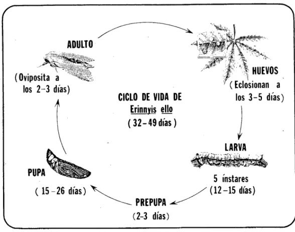 Figura 1.  Ciclo biológico de Erinnyis ello