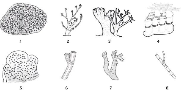 Figura 2. Distribución mundial de las principales zonas de desarrollo coralino. El sombreado naranja re- re-presenta la distribución de los arrecifes de corales zooxanthelados (modificado de Veron, 1995); los puntos  indican la distribución de los arrecife