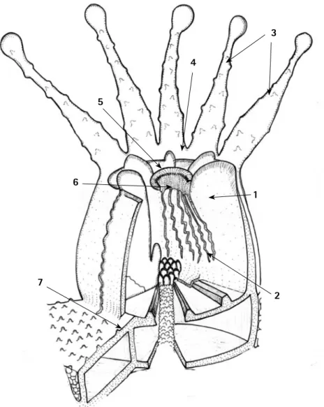 Figura 3. Esquema general de la  anatomía  de  un  pólipo.  1-   Me-senterio;  2-  Filamentos   mesen-téricos,  3-  Tentáculos,  4-  Disco  oral, 5- Peristoma, 6- Estomodeo  y 7- Esqueleto.
