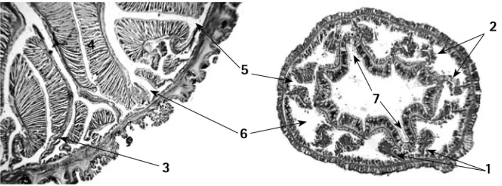 Figura  4.  Aspecto  de  los  pares  de mesenterios perfectos  (com-pletos) e imperfectos  (incomple-tos) en un corte transversal de la  columna en un par de especies  de  anémonas,  Izq