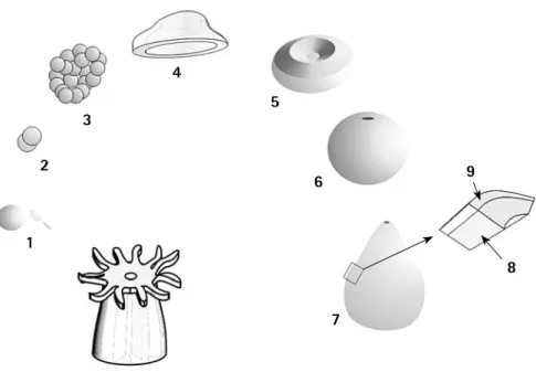 Figura  8. Esquema del proceso  de gastrulación y formación de  las capas de tejido en Acropora  millepora (Modificado de Miller  y  Ball,  2000)