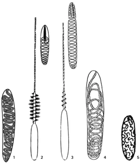 Figura  10.  Esquema  del  Cni- Cni-doma  presente  en  Scleractinia,  Modificado  de  Mariscal  (1974),  Schmidth  (1974)  y  Pires  y   Pi-tombo  (1992)