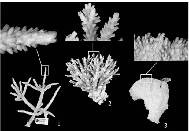 Figura  12.  Especies  del  grupo  Acropora  cervicornis,   mostran-do  la  F1  (Vollmer  y  Palumbi,  2002)