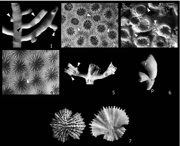 Figura 14.   Formas y estructu- estructu-ras en un coralum con gemación  extratentacular