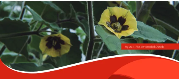 Figura 1. Flor de variedad Dorada