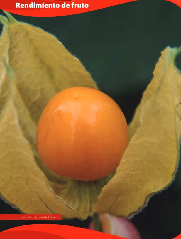Figura 2. Fruto variedad Dorada