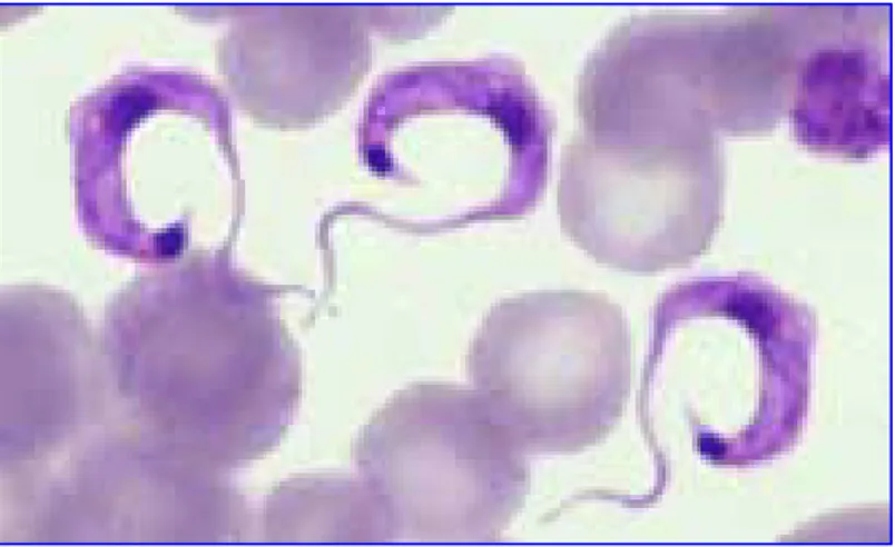 Fig. 5.  Trypomastigotas de Tripanosoma cruzi obtenidos de sangre de ratón, Mus 