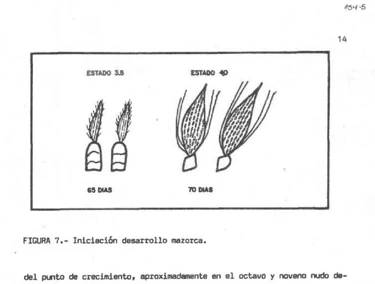 FIGURA  ?.-  Inlclación  deearrollo  nazo¡ca.