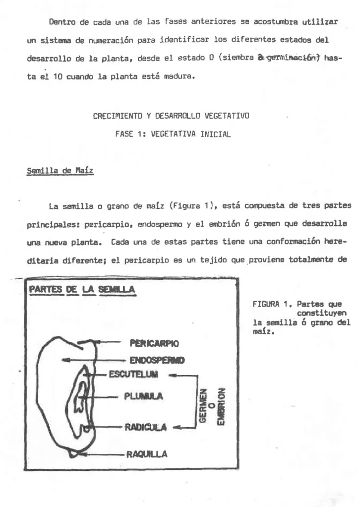 FIGURA  1.  Parü¡s  q.¡e cmstltuY€n