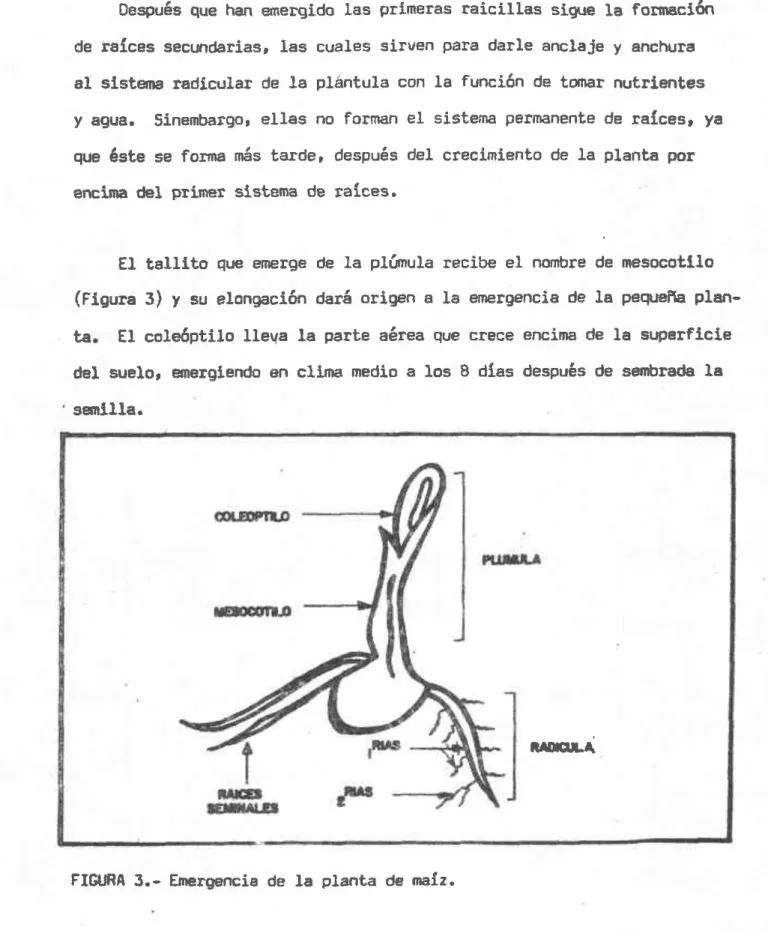 FIGURA 3.-  Emergencia de  la  planta  óe  tlefz.