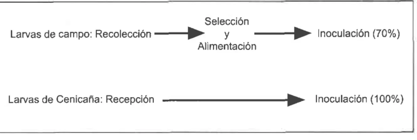 Figura  1,  Procesos  para  obtención  de larvas  de D¡atraea.