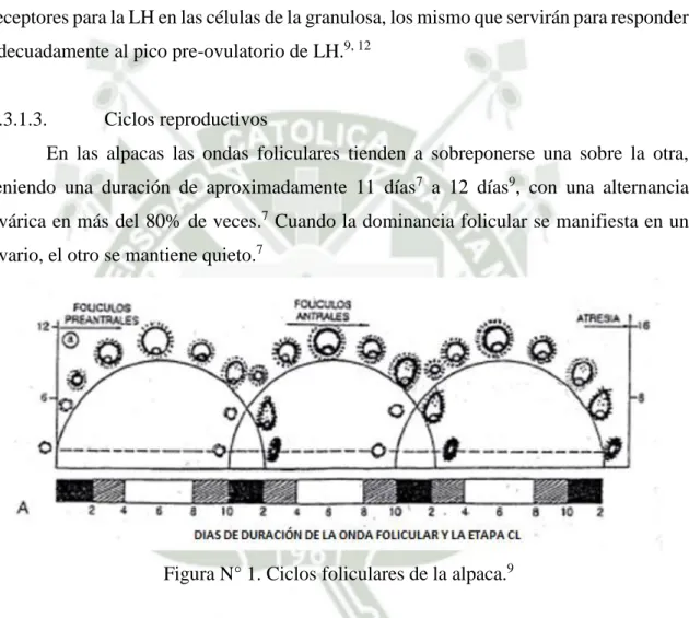 Figura N° 1. Ciclos foliculares de la alpaca. 9 